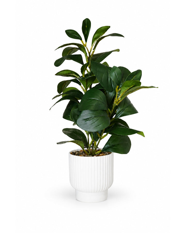 Artificial Rubber Plant with White Ribbed Pot | Indoor Home Decoration | Decorative Gift Item